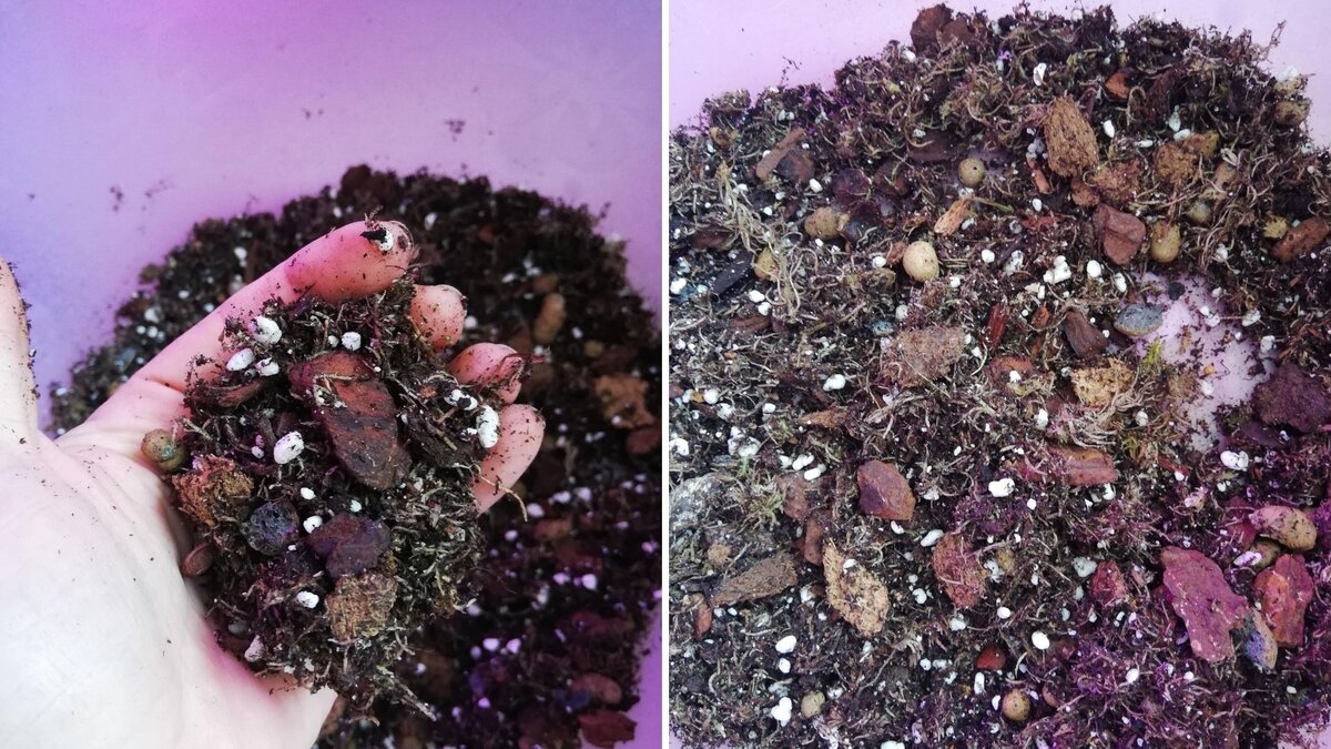 Грунт для ароидных - для алоказий кора должна быть мельче