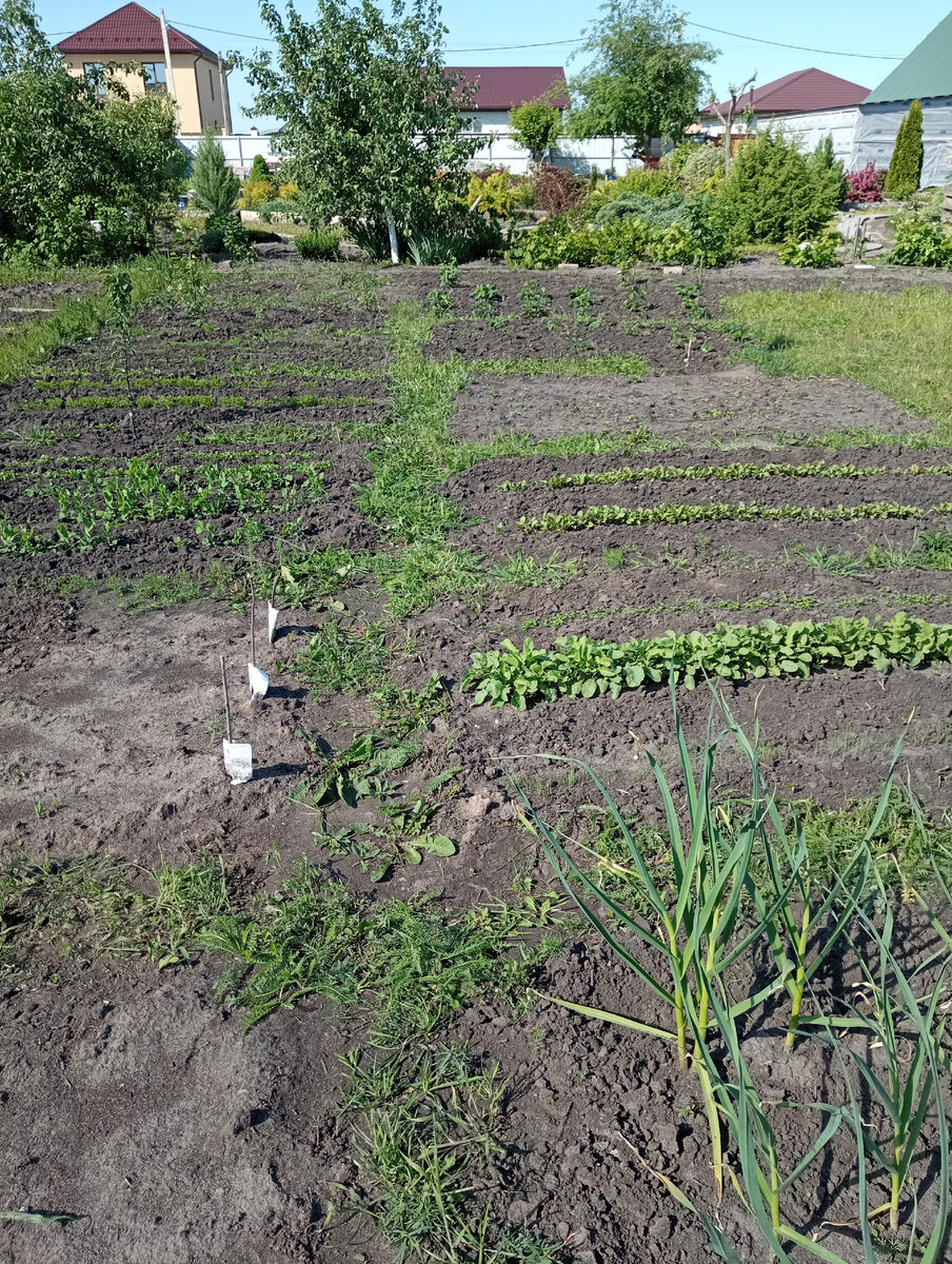 У нас пока нет забора. Участок до первого взрослого дерева, там уже соседский участок с красивым садом. 