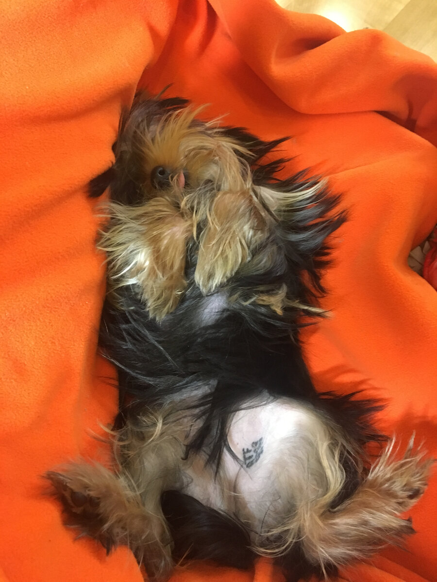 Свою собаку теперь вожу на поводке, поэтому фотографий по теме к сожалению нет)