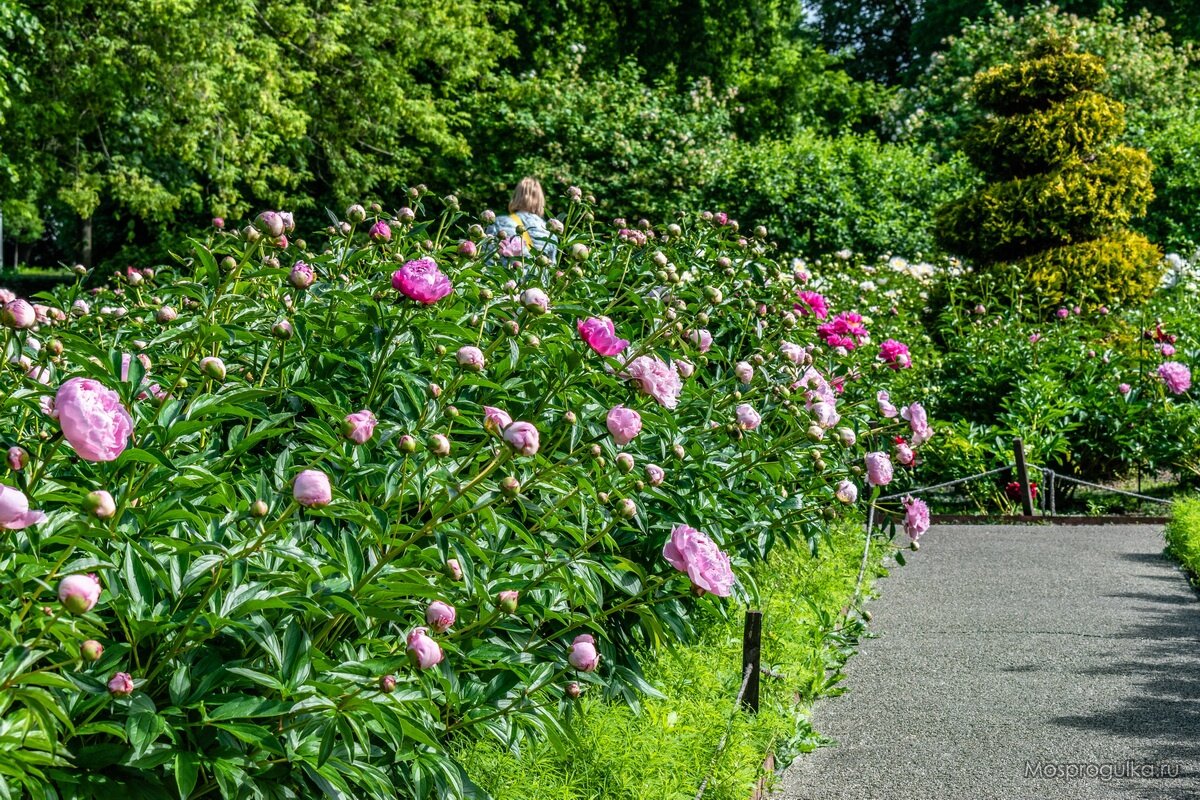 Пионы в Парке Горького