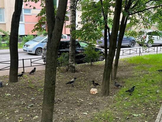     Птицы буквально терроризуют двор на Яхтенной. Фото: Елизавета Сумрякова