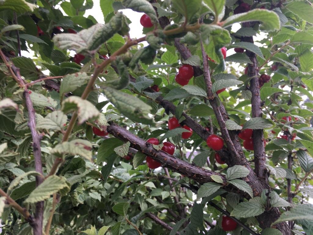 На нашей вишне монилиоз.