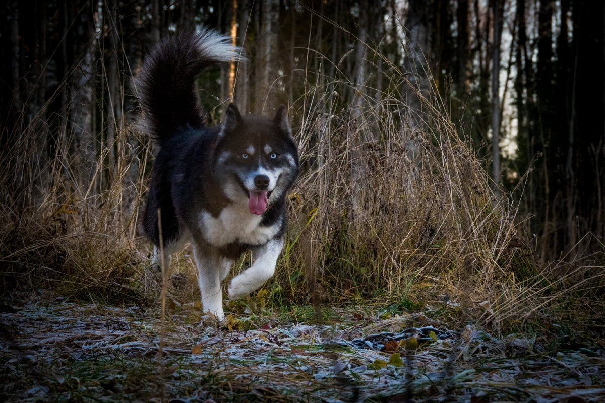 Чёрная оторва Нерва