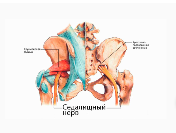 Подвздошно подчревный нерв