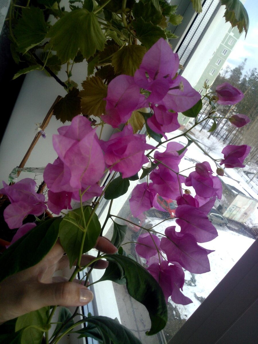 Первое цветение.