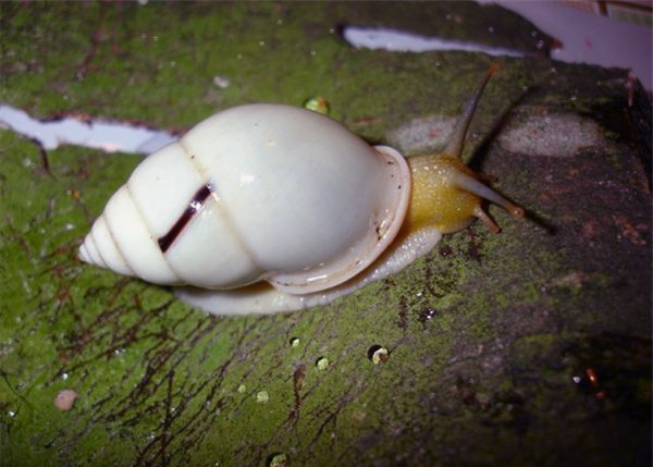 Улитки Ахатины