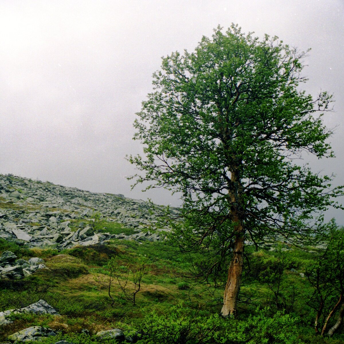 вот такая экология (фото автора)