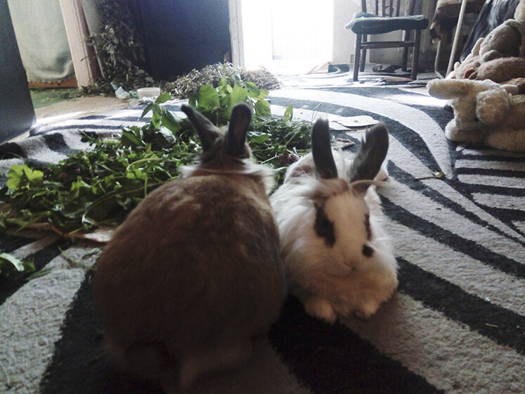 Утро. Мы набегались, наелись и отдыхаем.