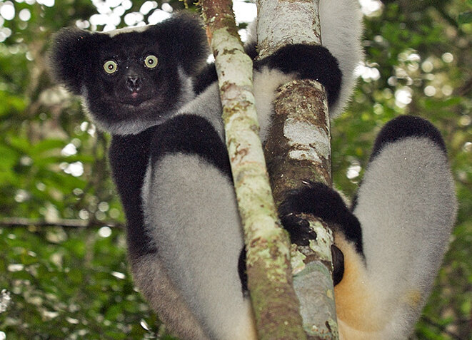 Так выглядит поющий лемур индри (фото Sean Crane)