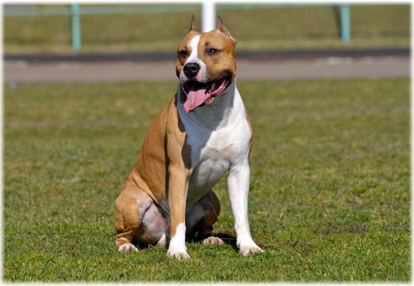 Стаффордширский терьер - цвет носа может быть только черным, грудь и морда широкая. AKC не признает породу Американский питбультерьер, но признает породу Американский Стаффордширский терьер (амстаф), и позволяет скрещивание только внутри этой породы.Амстафы за последние 70 лет стали исключительно выставочными собаками и собаками-компаньонами, растерявшими свои бойцовые и рабочие качества.Жестко заданное описание породы выделяет экстерьер собаки в ущерб функционалу и первоначальному назначению.