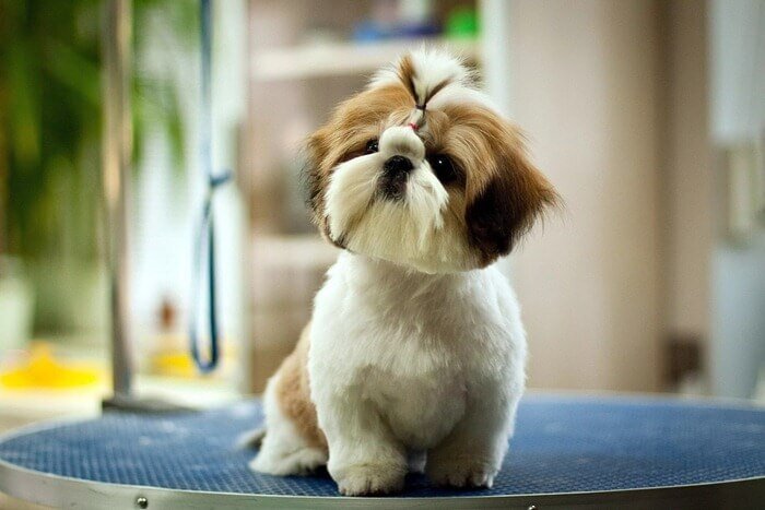 Китайское название «Shih Tzu» в переводе на русский означает «львенок». Длинная шелковистая шерсть вокруг головы ши-тцу действительно похожа на львиную гриву.