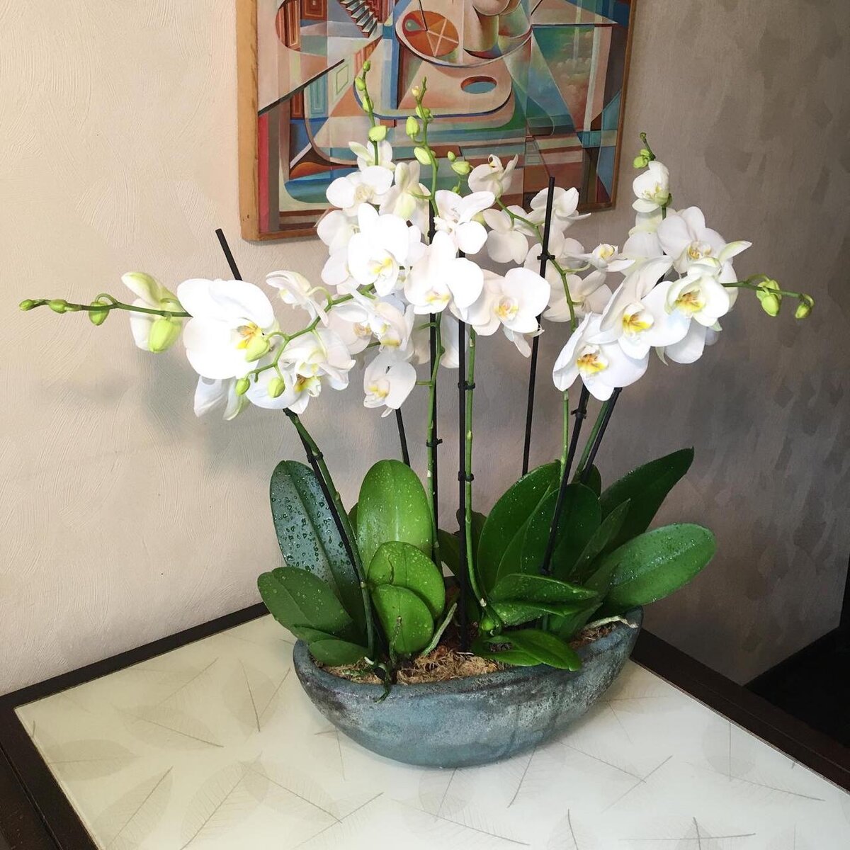 Фото несколько орхидей в одном горшке фото