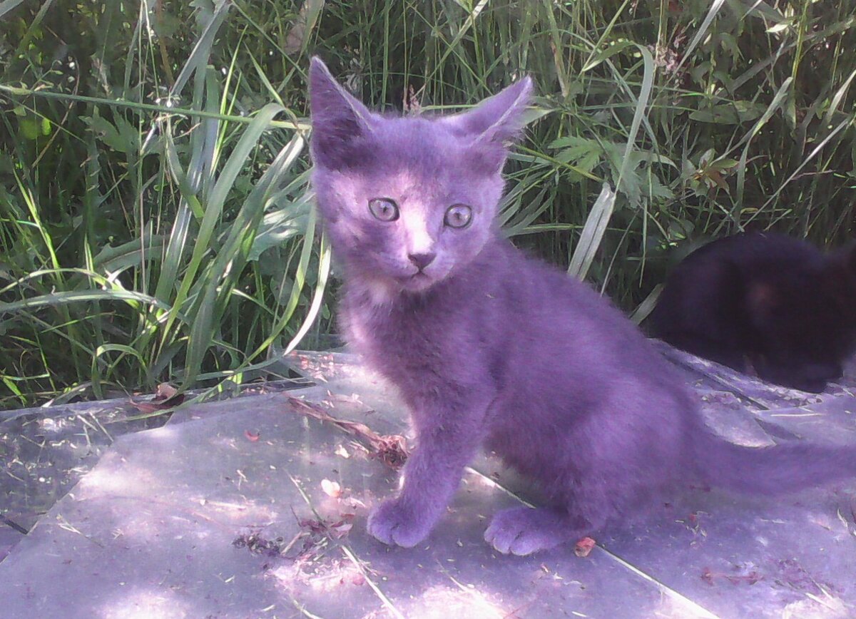 Фото сделано почти сразу, как появились "подкидыши".