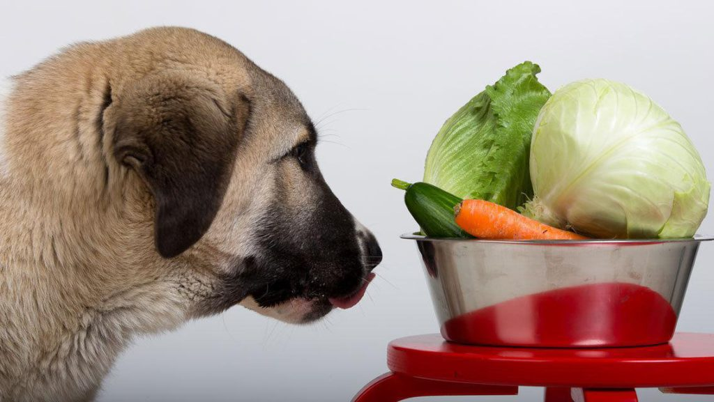 Все привыкли, что собаки предпочитают кушать сухой корм или же «натуралку» в виде аппетитного мяска. Но бывают, как я убедился на собственном опыте, удивительные исключения из этого правила.-2