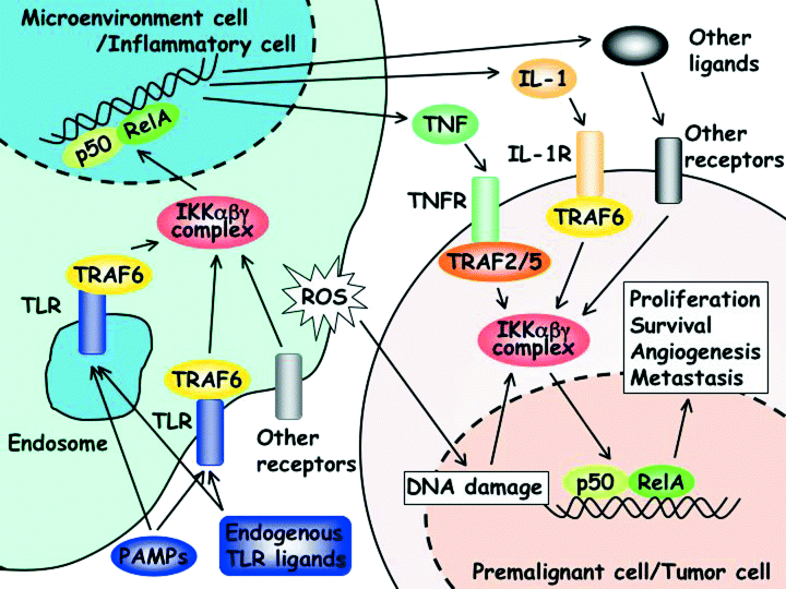 Активация ядерного фактора-КБ в двух типах клеток участвует в развитии и прогрессировании рака.
