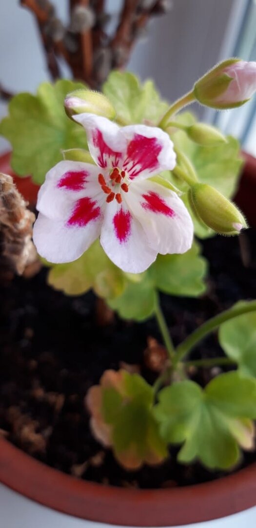 Это просто цветок на кухне моей девушки