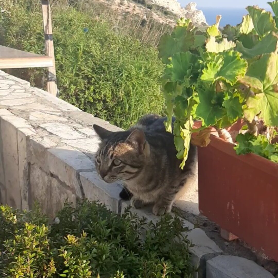 А вот еще один пушистый друг.