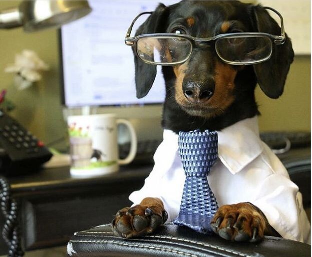 Мы смеёмся над ними. А они опасаются, чтобы их не рассекретили🐶