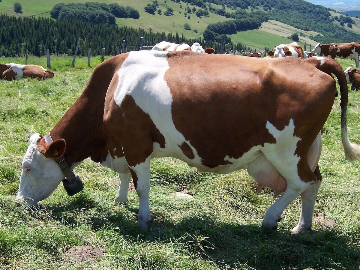   Красно-пестрая порода коровы зарегистрирована в Советском Союзе в 1998 году.