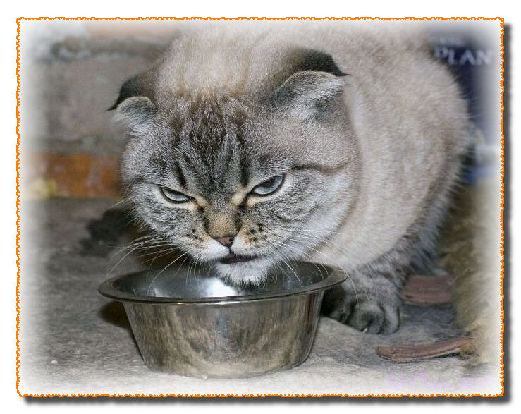 Мстительный кот