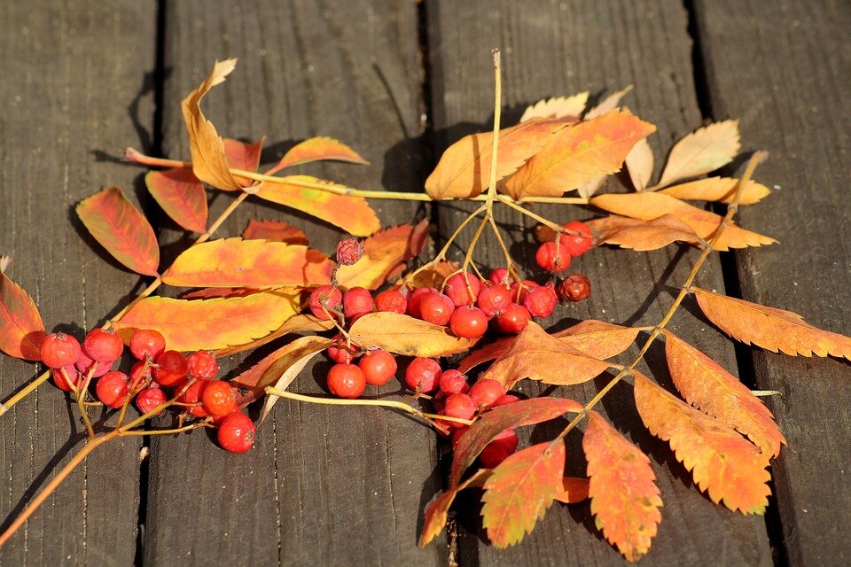 pixabay.com/