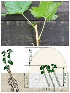 Такими должны быть черенки смородины (вверху ) и крыжовника (внизу)