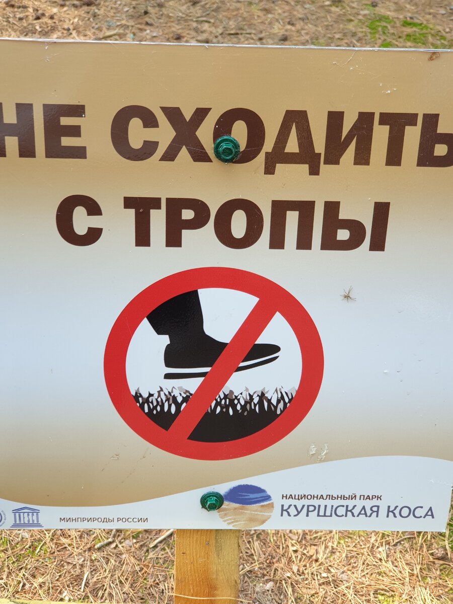 Экскурсия на Куршскую косу — главный развод в Калининграде туристов на деньги