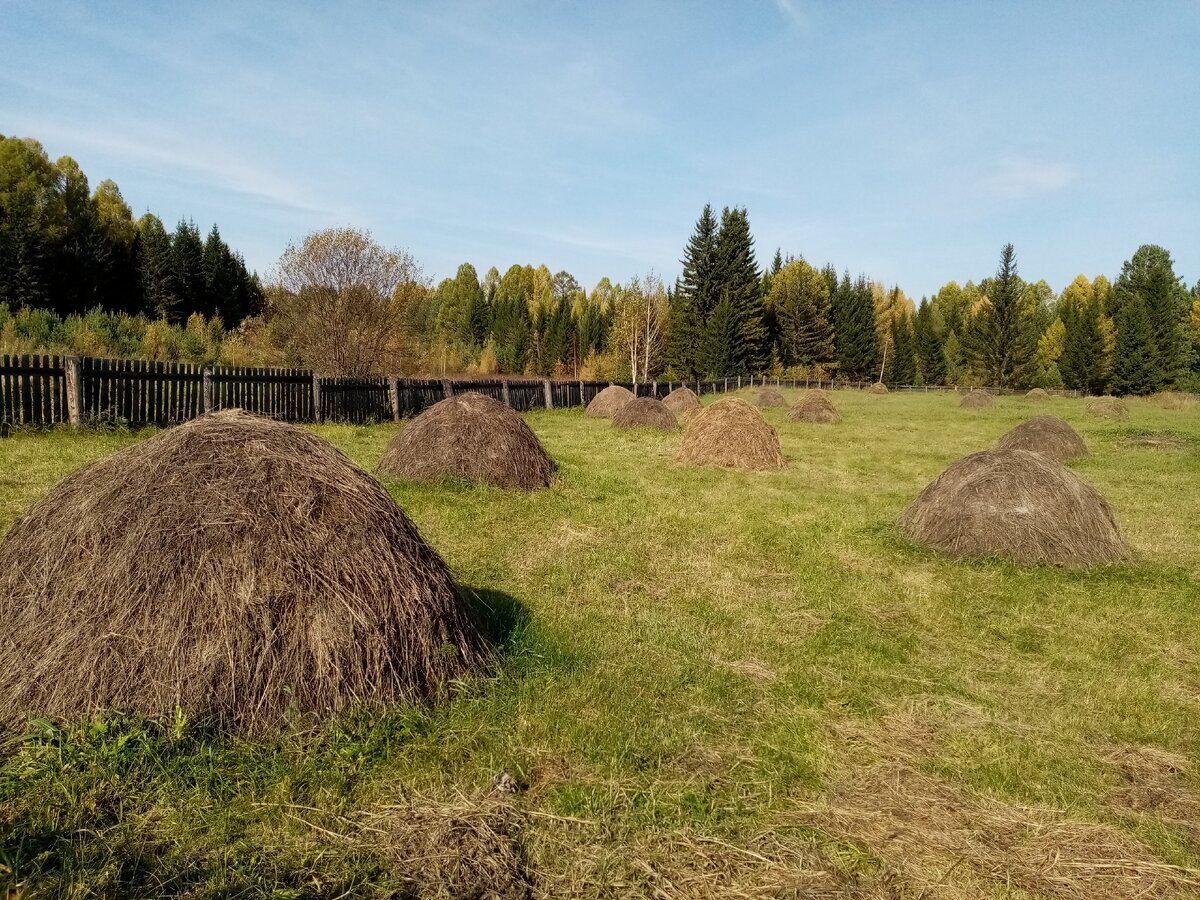 Вот эта кучка в три навильника и 1 500 рублей. Личные фотографии.