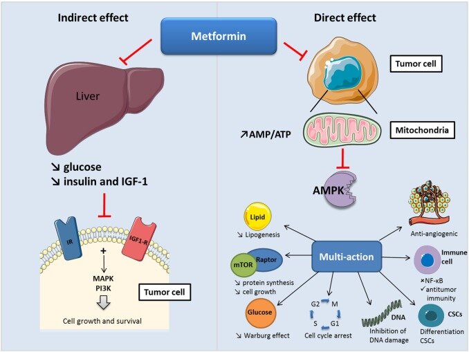 Схема действия метформина на печень и раковые клетки