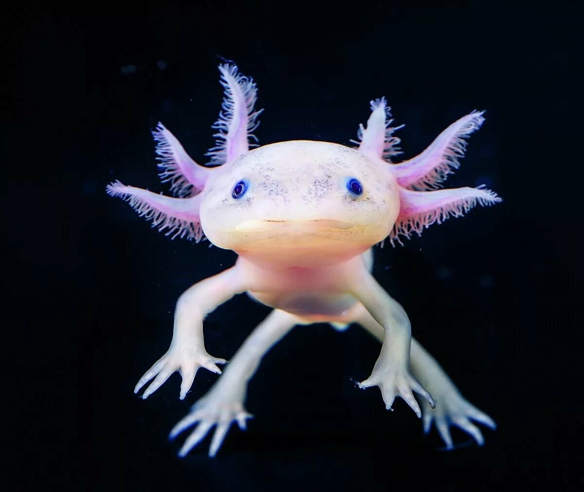 Аксолотль (фото из интернета)