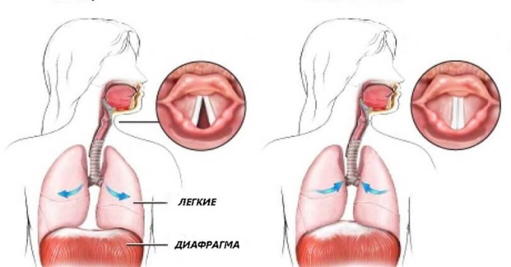 Звукообразующие органы (Фотография взята из источника yandex.ru)