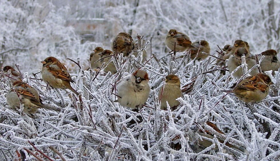 Стая воробьев. Птицы снегири, синицы воробьи зимующие. Зимние птицы в городе. Стайка птиц зимой. Воробьи живут зимой.
