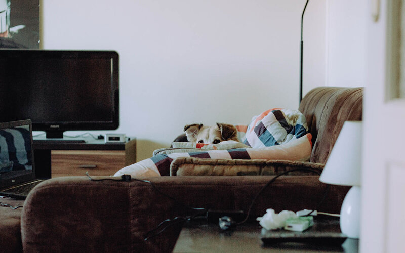 Чувствительность собак к шуму может предсказать пугливость в других ситуациях. Фото jwvein/Pixabay 