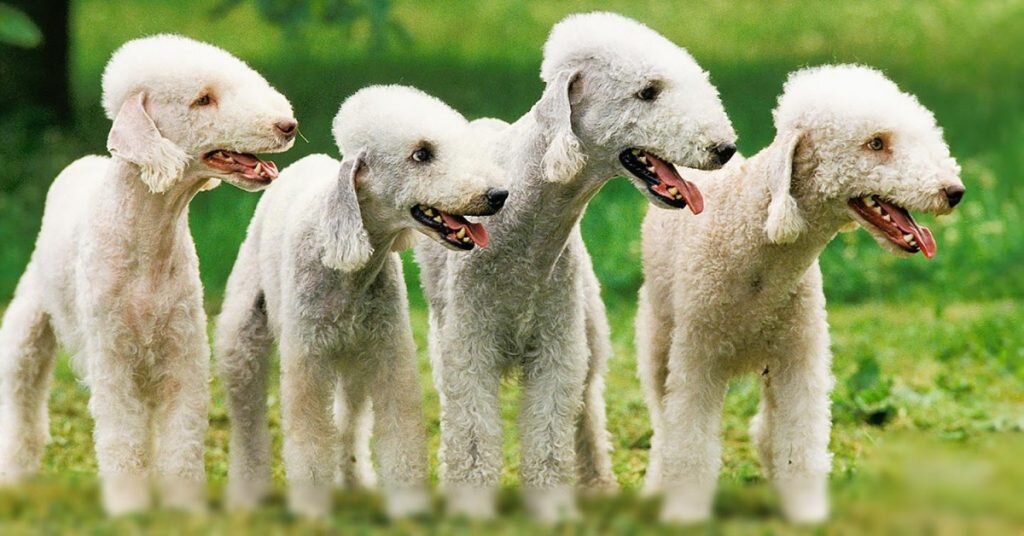 Бедлингтон-терьер. Фото: Яндекс картинки