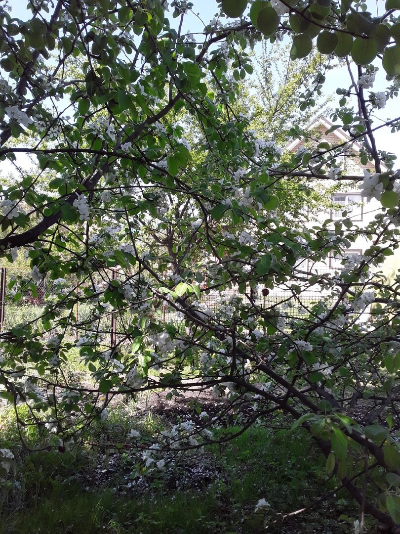 Вид на мой дом с соседского участка - теперь меня с моими горшками никто не заметит