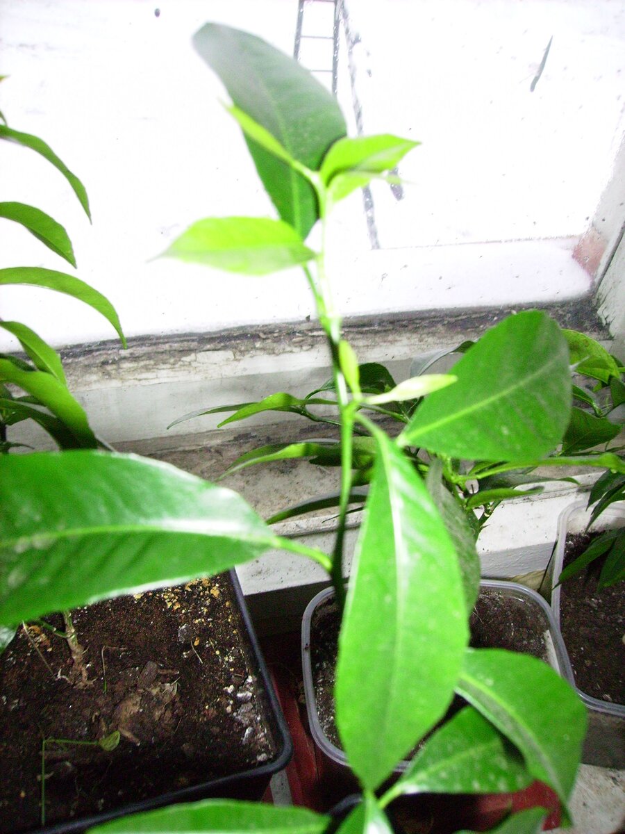 слабовыраженное ветвление молодых сеянцев мандарин