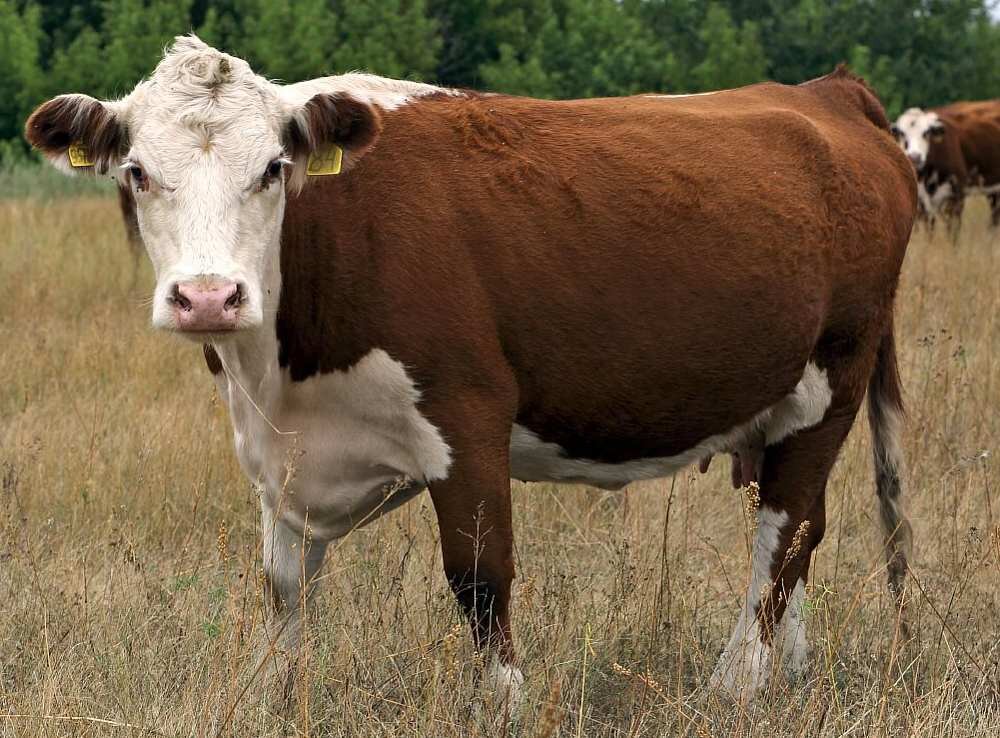 Бизнес-идея: Разведение бычков на мясо