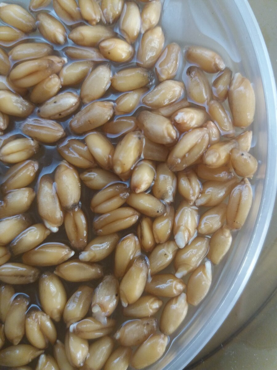 Черные пятнышки на зёрнышках пшеницы