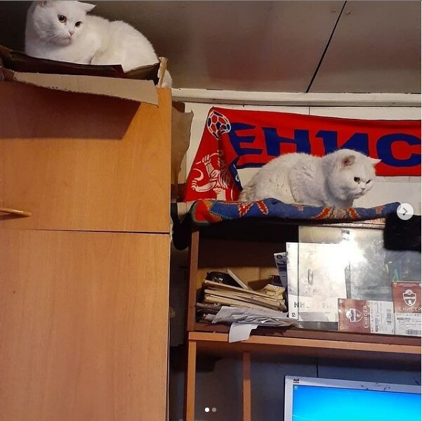 мама Кузи выше сидит, а бабушка Кузи прямо пониже. фото из личного архива