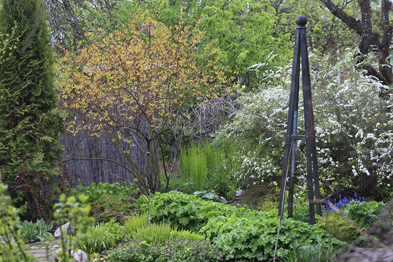 Этот куст я обрезала (и то немного) года 4 назад. До этого он лет 5 рос без обрезки.