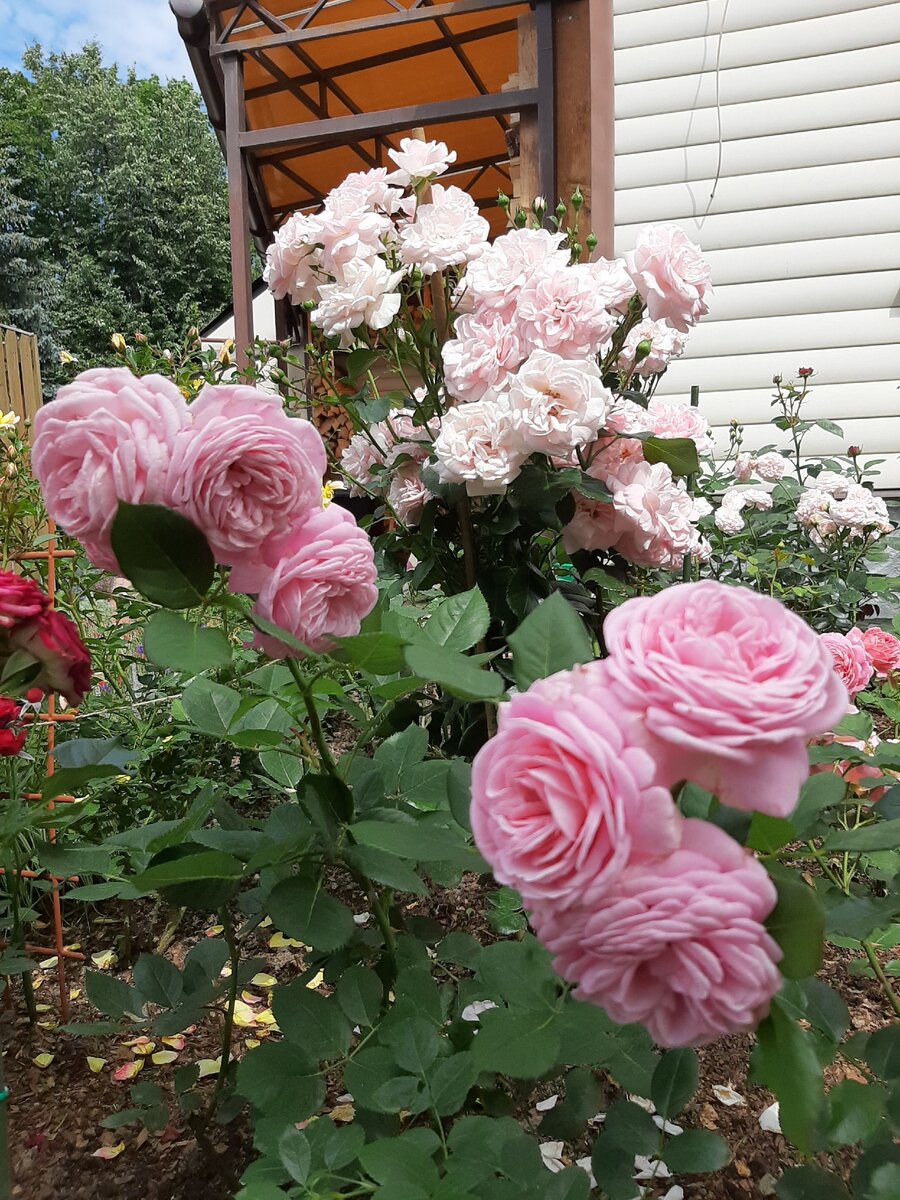 Home & Garden. Суперобильное и длительное цветение! Розовое очарование!12 лет в саду.