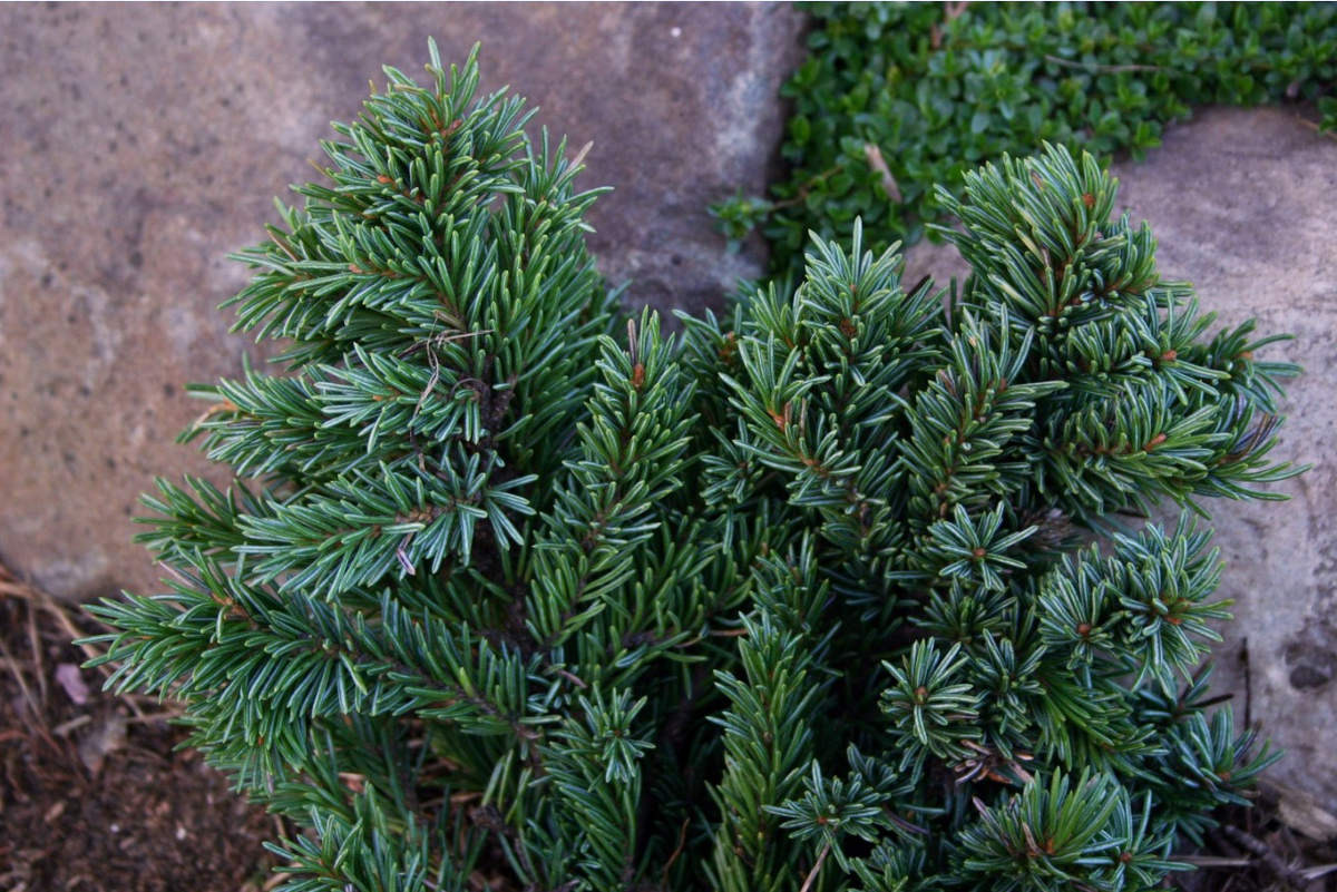 Оригинальная WB