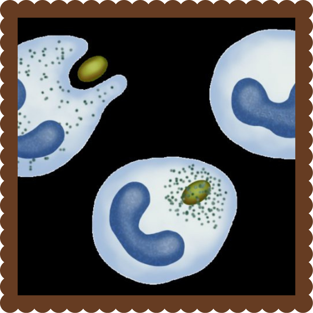 Схема фагоцитоза