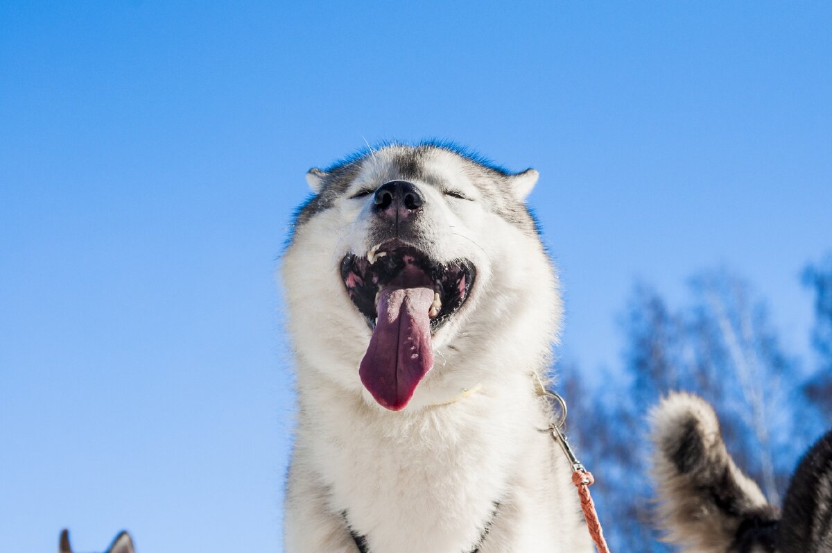 Этого пса так и зовут - Громкий)))