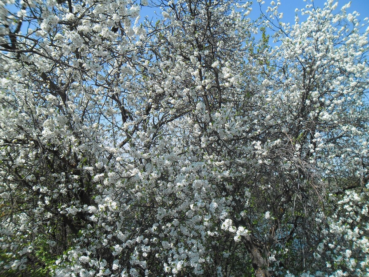 Дикая слива, на берегу пруда )