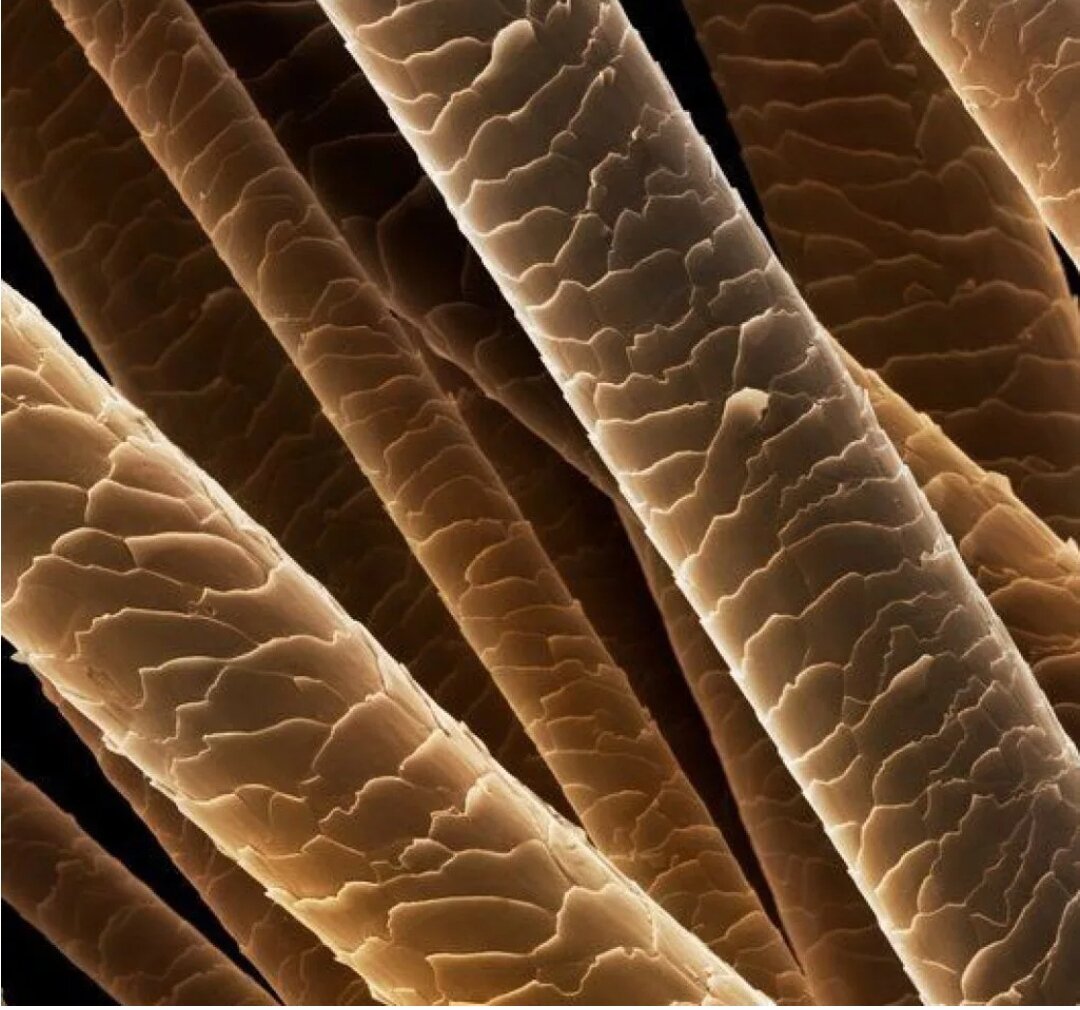 Чешуйки волоса при 30-ти кратном увеличении