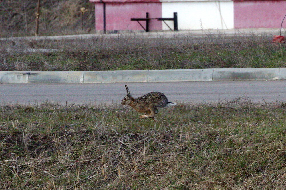 Бывает заяц белый.  Бывает заяц серый.
А ты, какого цвета?
Товарищ без билета?
Детский стишок, который должны помнить все те, кто родился в СССР. Почему-то безбилетных пассажиров принято  именовать зайцами. Наверное, поэтому. Этот косой прибежал в аэропорт Краснодара, встретил группу споттеров и дал от них дёру.  Споттеры улюлюкали, кто-то снимал, а вот служба авиационной безопасности стояла и смотрела. 
- А что, у вас ружья нет?
- Так вот у тебя – фоторужье. И вообще, это наш заяц!
- В смысле прикормленный? 
- В смысле наш. Тут вообще много кто обитает: змеи, мыши, лиса приходит периодически. Волков вот нет. А медведи это дальше, в горы, - рассказали мне. 
Горы были прекрасно видны, закатное солнце их подсвечивало. Буквально, в десяти километрах от нас начинался кавказский хребет, где живут медведи. Впрочем, одного, беого можно было увидеть и не залезая в горы. Давайте смотреть!
