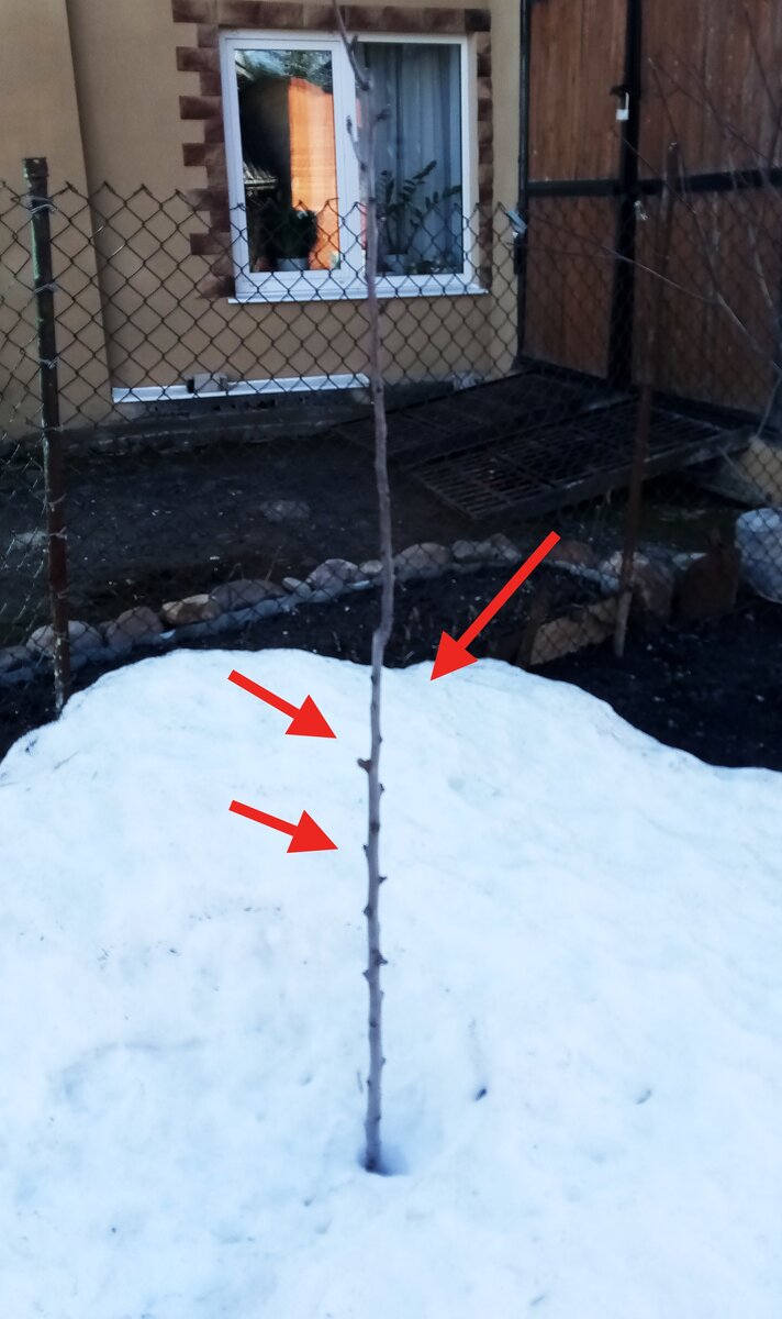 Вот тут были веточки,  я обрезала их остатки