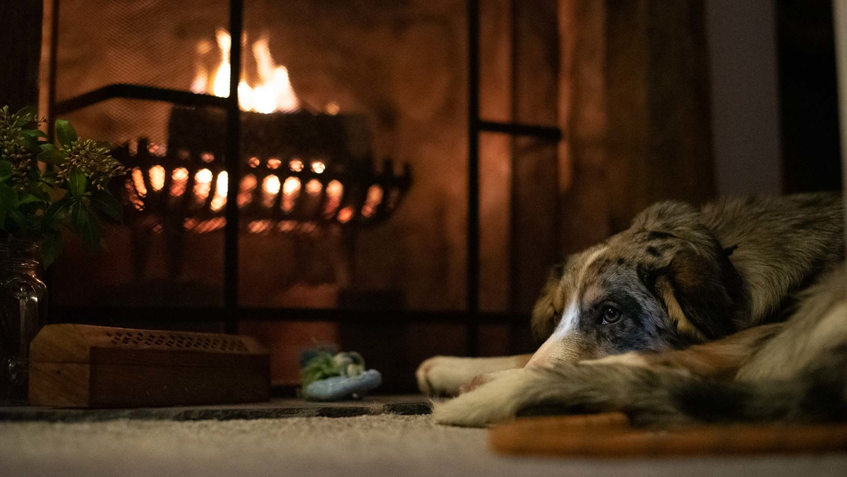 Вместо того чтобы снимать из положения стоя, как вы обычно делаете, присядьте на корточки или даже лягте на живот, чтобы камера оказалась на одном уровне с лицом вашего питомца.
