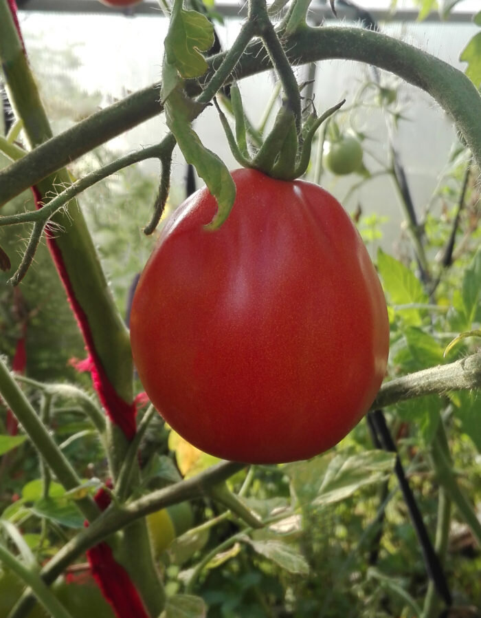 Хвойная вытяжка будет способствовать обильному и раннему урожаю томатов.